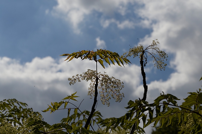 Jardin des Impressionnistes-131